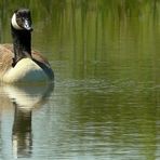 Canada Goose