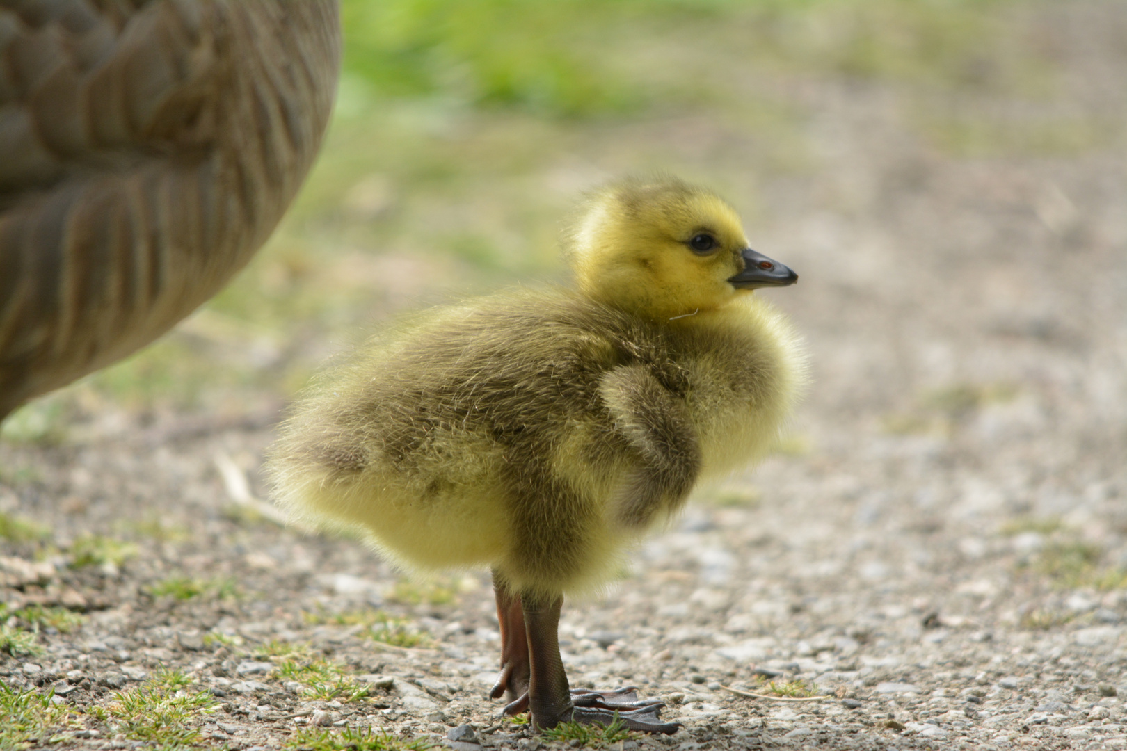 Canada Goose - Kanadagans