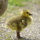 Canada Goose - Kanadagans