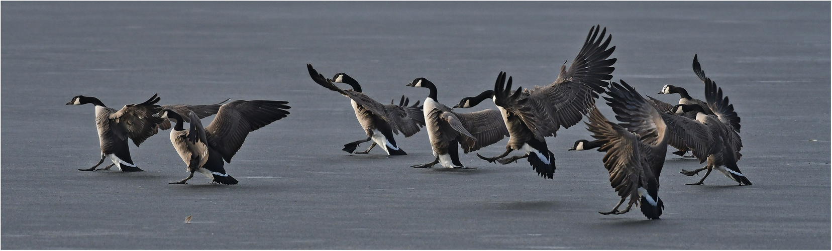 Canada Goose landing on ice   . . .