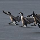 Canada Goose landing on ice   . . .