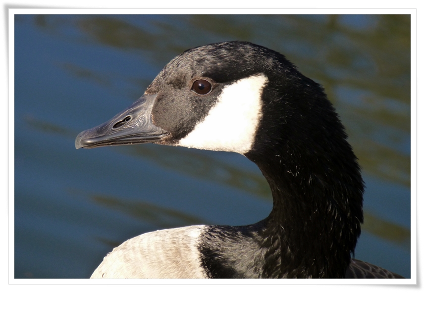 canada goose portrait