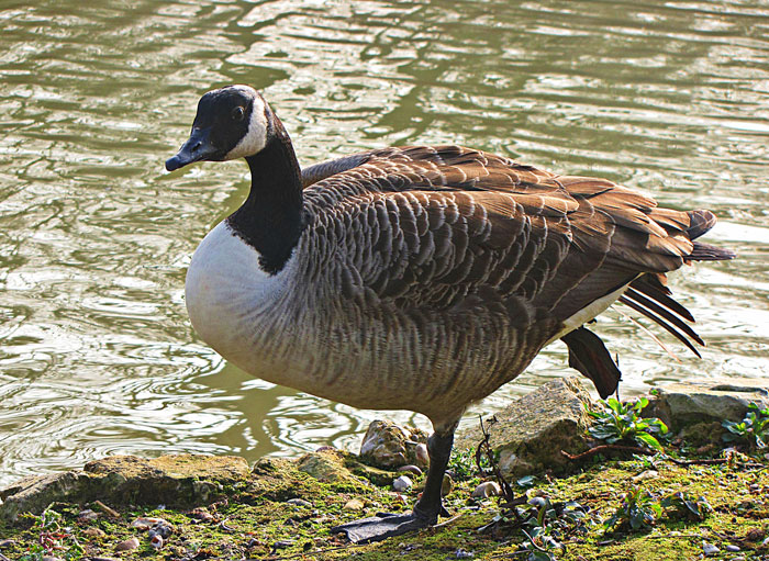 Canada goose unterwegs