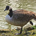 Canada goose unterwegs