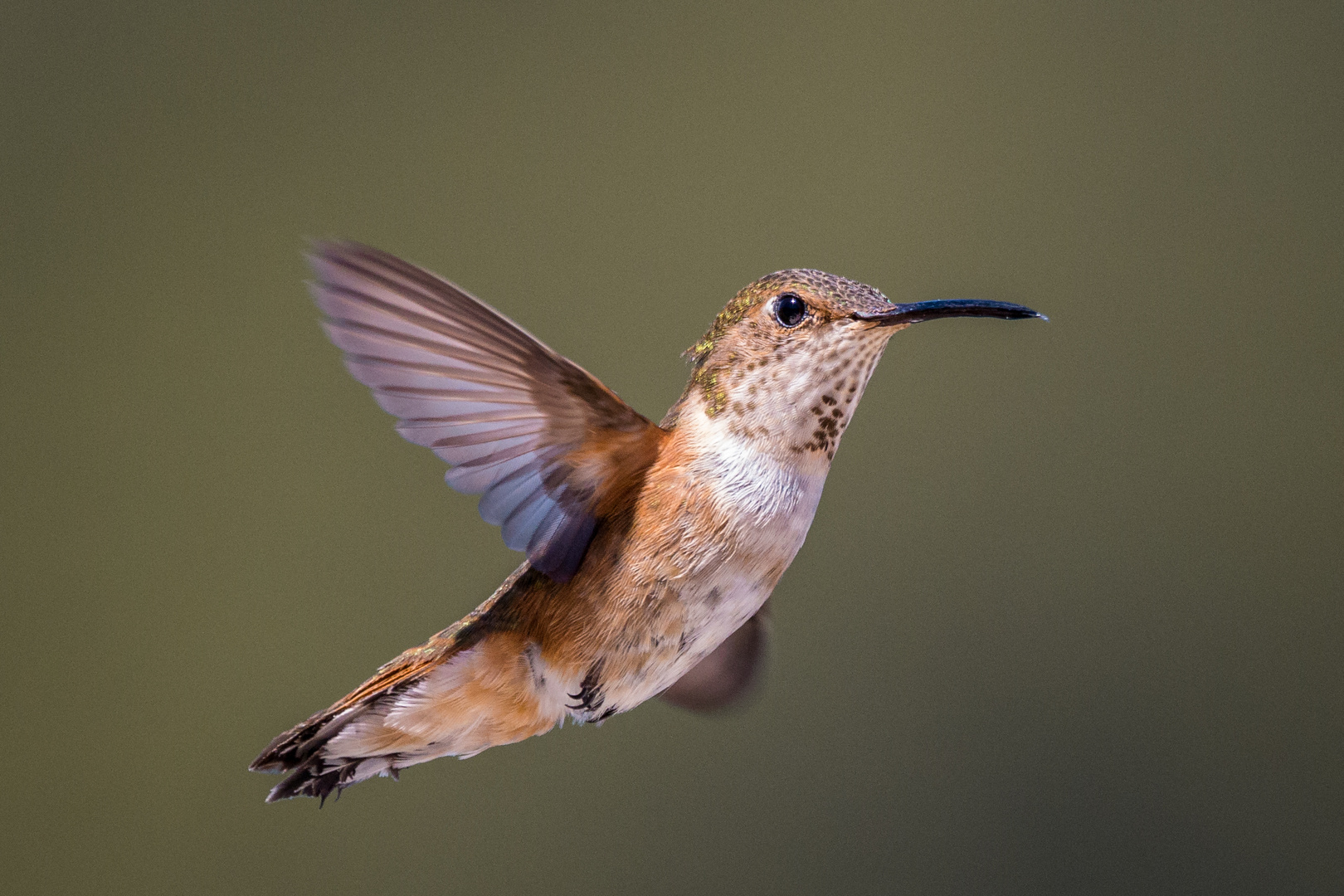 Canada Hummingbird