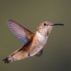 Canada Hummingbird