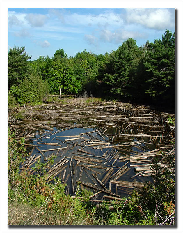 CANADA - Il Lago di.......Legno