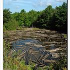 CANADA - Il Lago di.......Legno