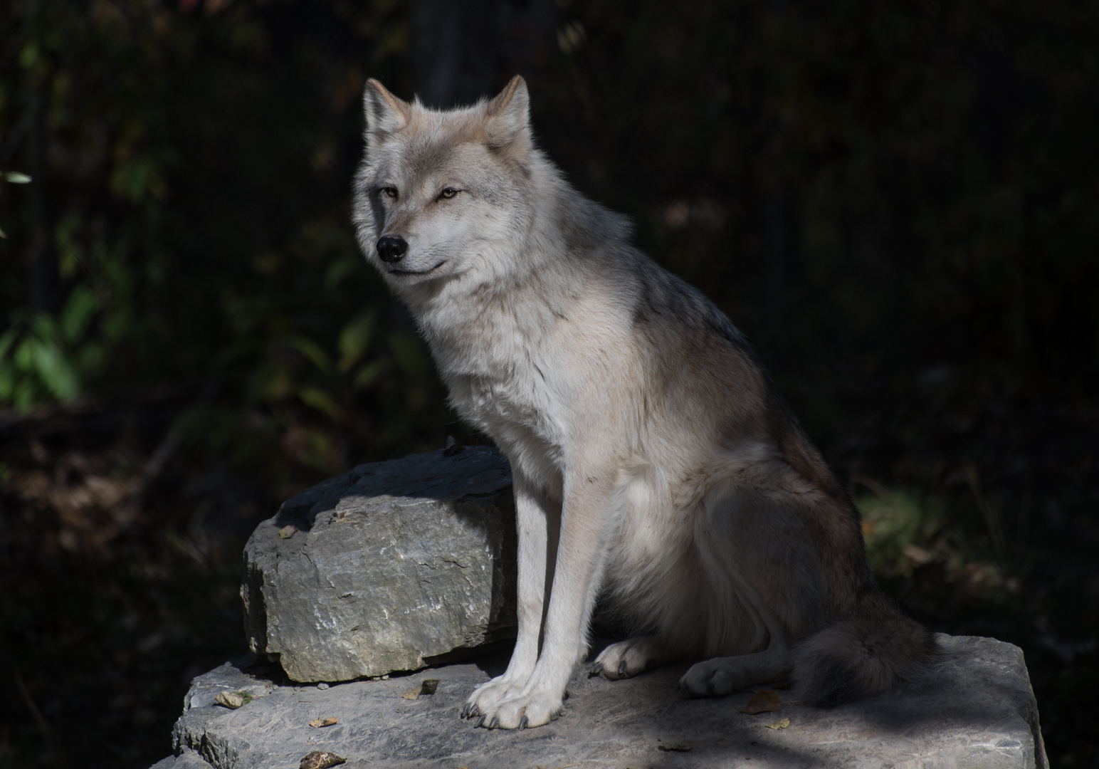 Canada lupi wolves (2)