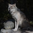 Canada lupi wolves (2)