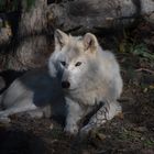 Canada lupi wolves (3)