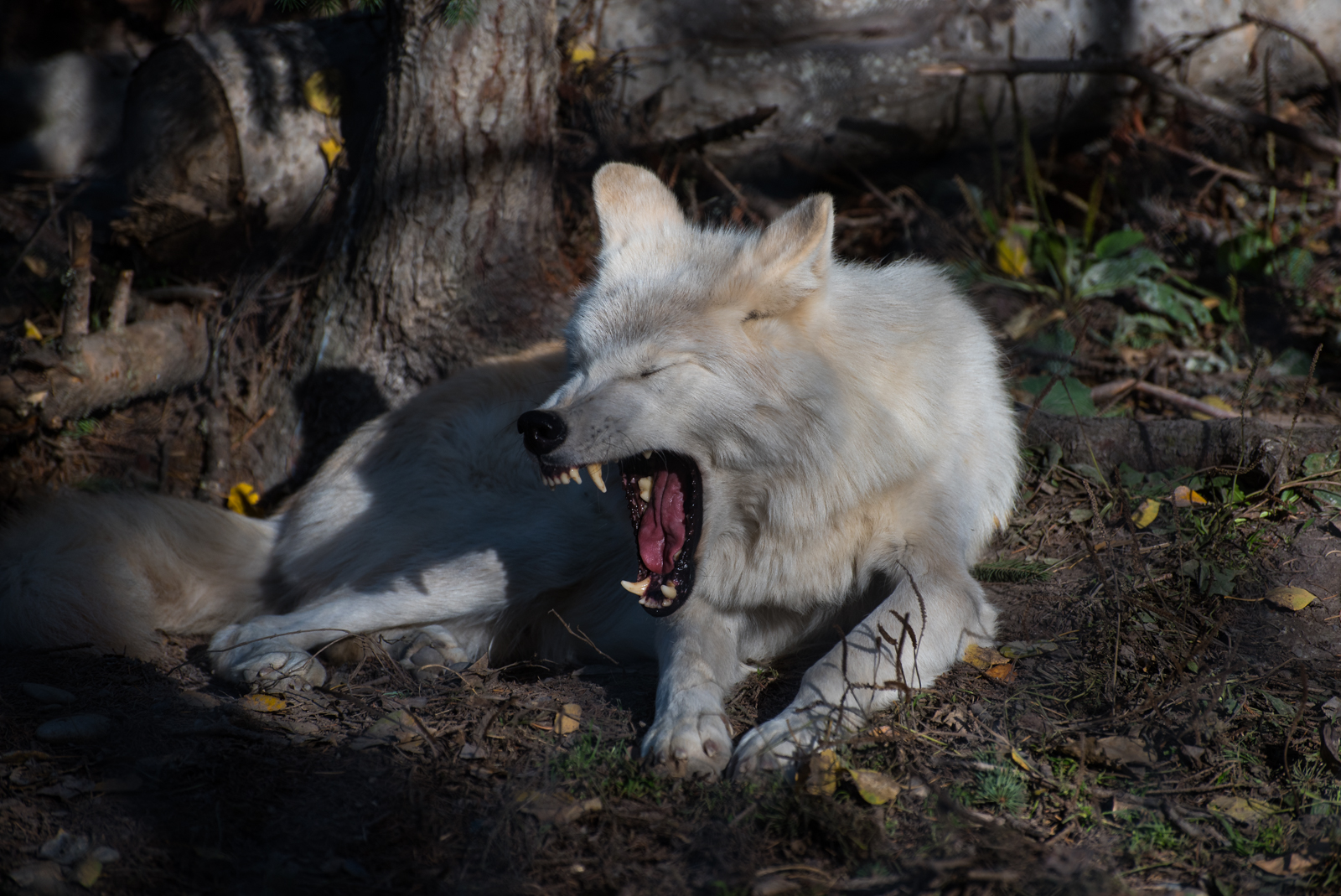 Canada lupi wolves (4)