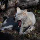 Canada lupi wolves (4)