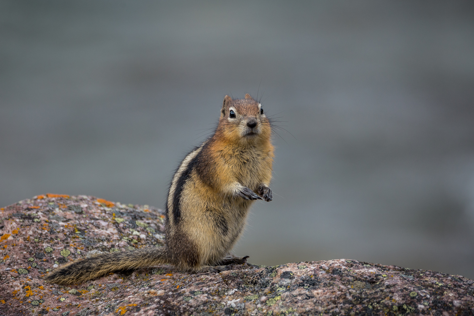 Canada Rodent