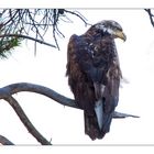 Canada Weisskopf-Seeadler