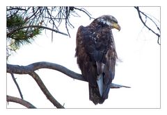 Canada Weisskopf-Seeadler