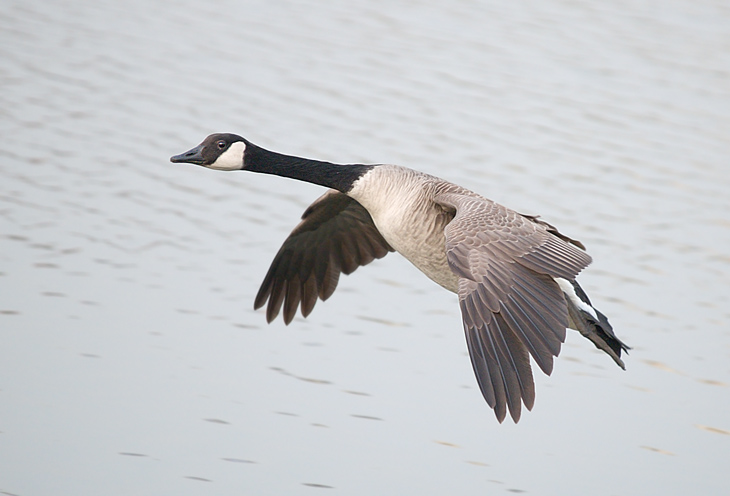 Canadagans im Flug