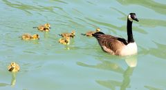 Canadagans mit Jungen auf dem Inn