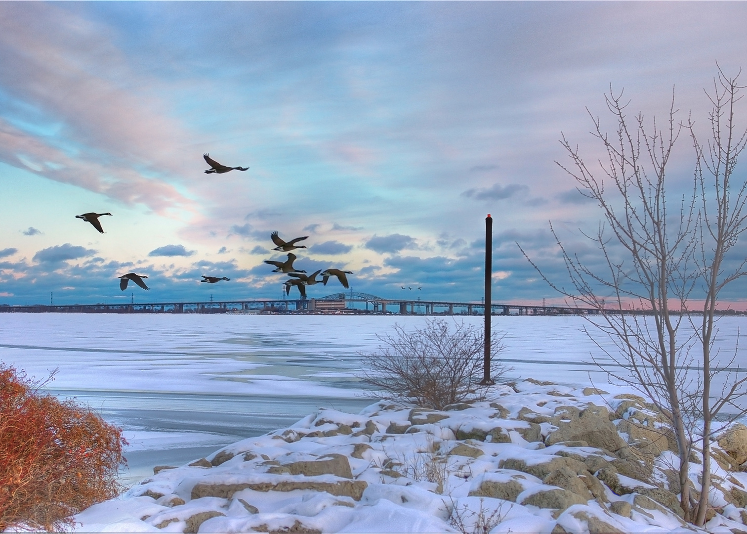 Canada_geese