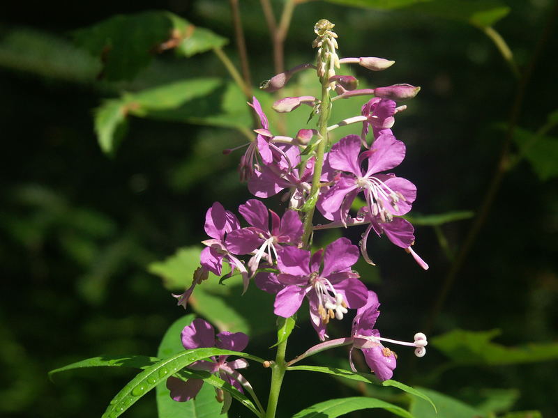 Canadas Blume