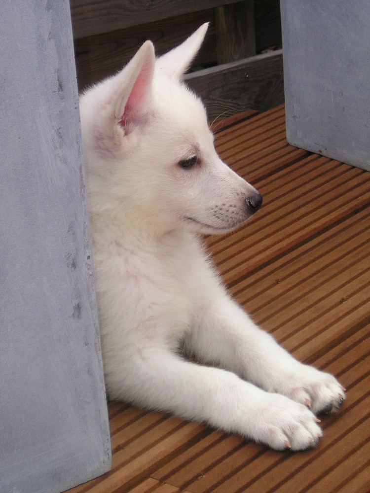 Canadian-American Sheepdog