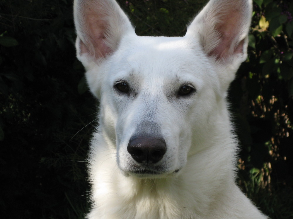 Canadian - American white Shepard Shiva