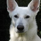 Canadian - American white Shepard Shiva