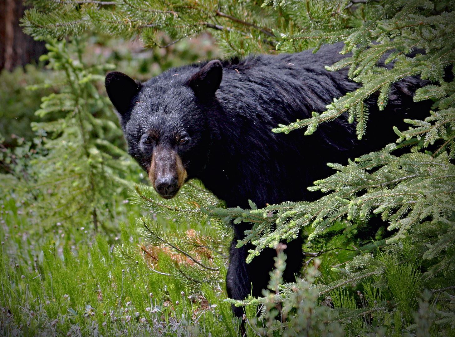 Canadian bear 2010