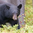 Canadian Black Bear