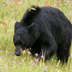 Canadian Black bear