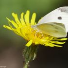 Canadian Butterly