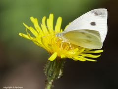 Canadian Butterly