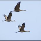 Canadian cranes