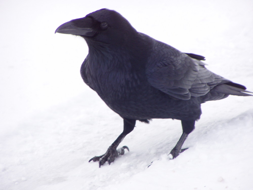 Canadian Crow