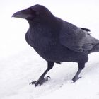 Canadian Crow