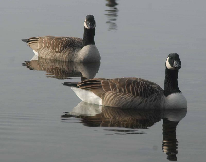 Canadian Duck