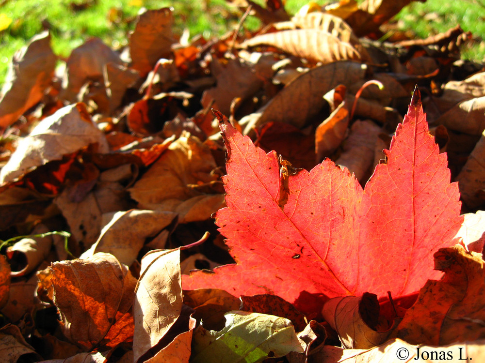 Canadian Fall