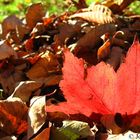 Canadian Fall