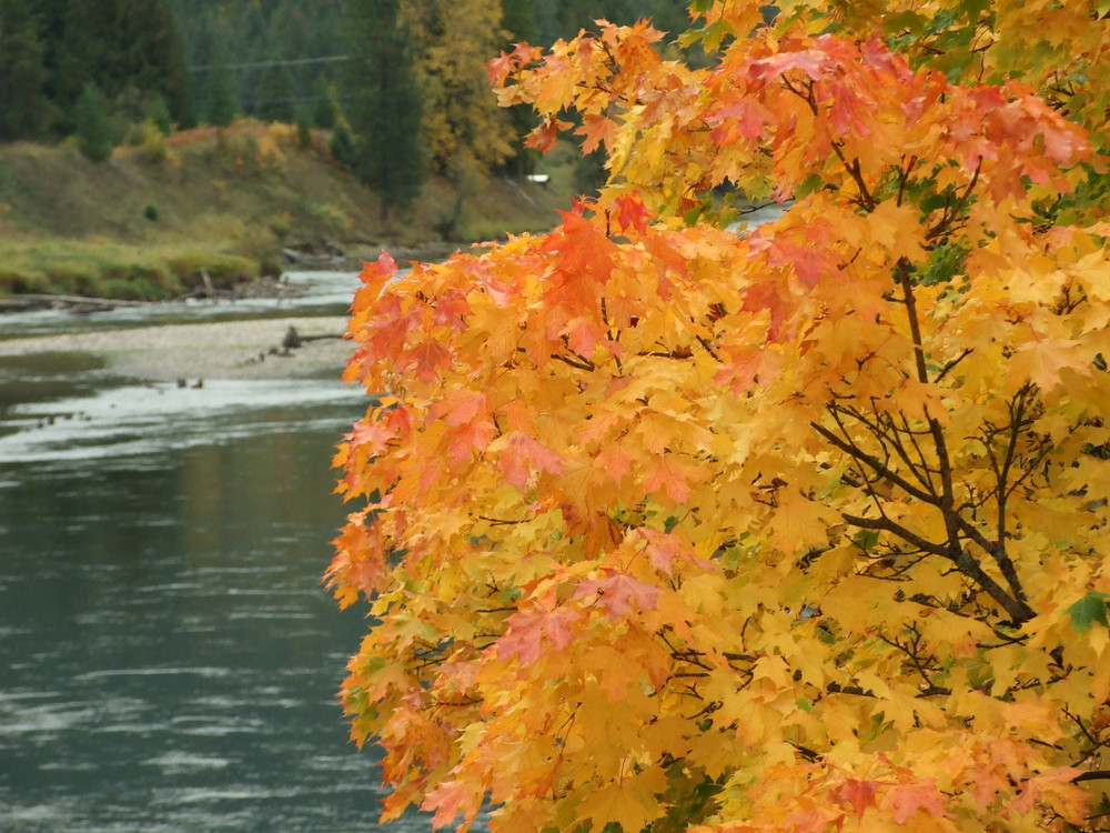 Canadian Fall