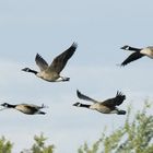 Canadian Geese