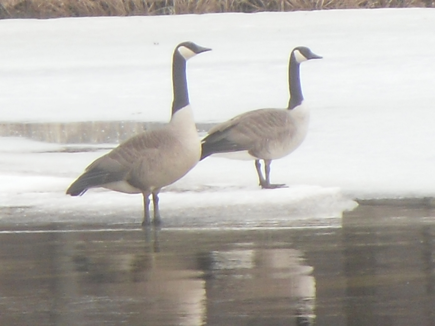 Canadian Geese on the Mississippi