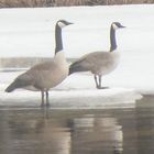 Canadian Geese on the Mississippi