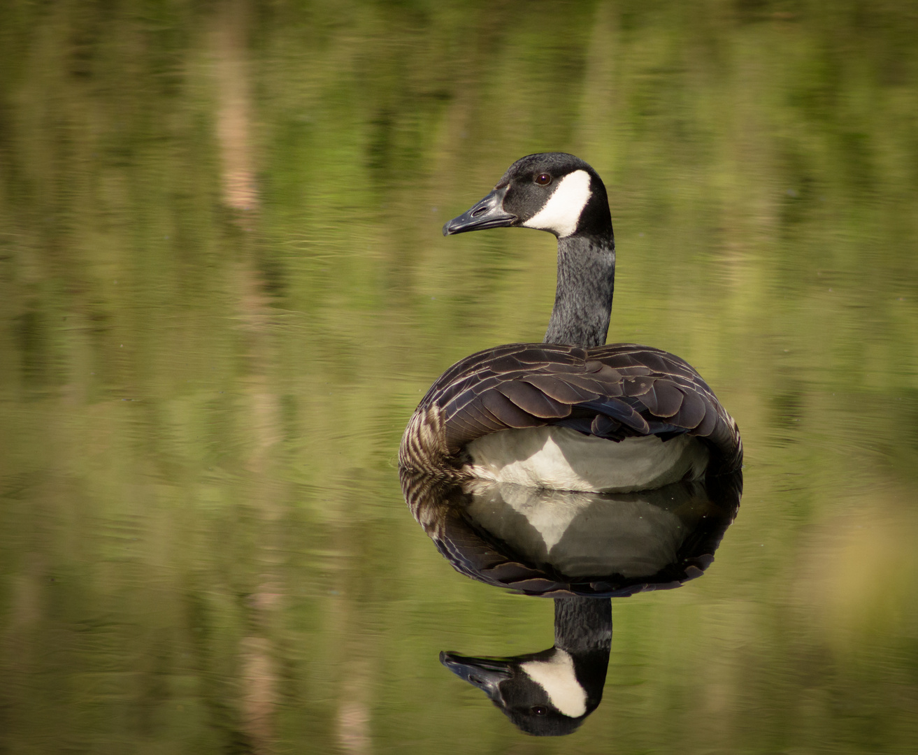 Canadian Goose