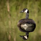 Canadian Goose