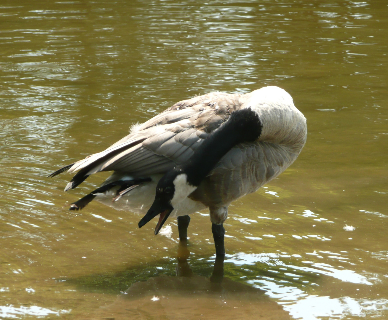 canadian goose