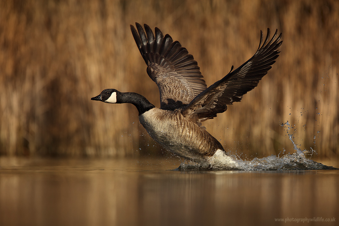 Canadian goose - Branta Canadensis