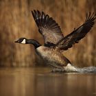 Canadian goose - Branta Canadensis