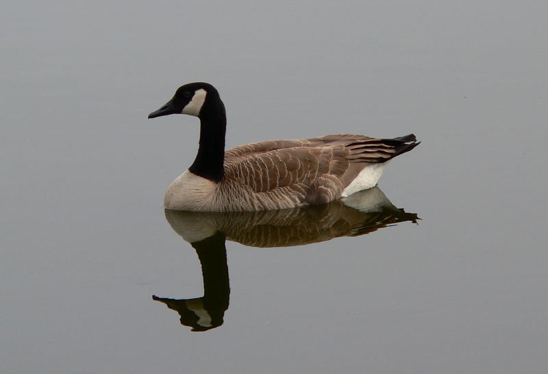 Canadian Goose on water.