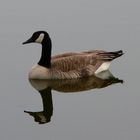 Canadian Goose on water.