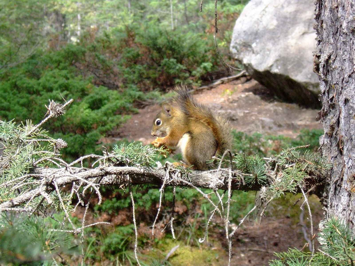 Canadian Oachkatzerl